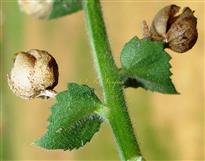  Fruits and Bracts